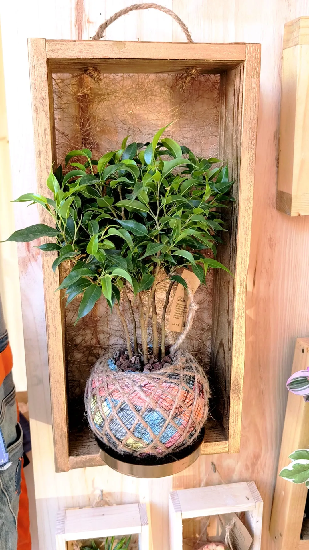 Kokedama Ficus en caja