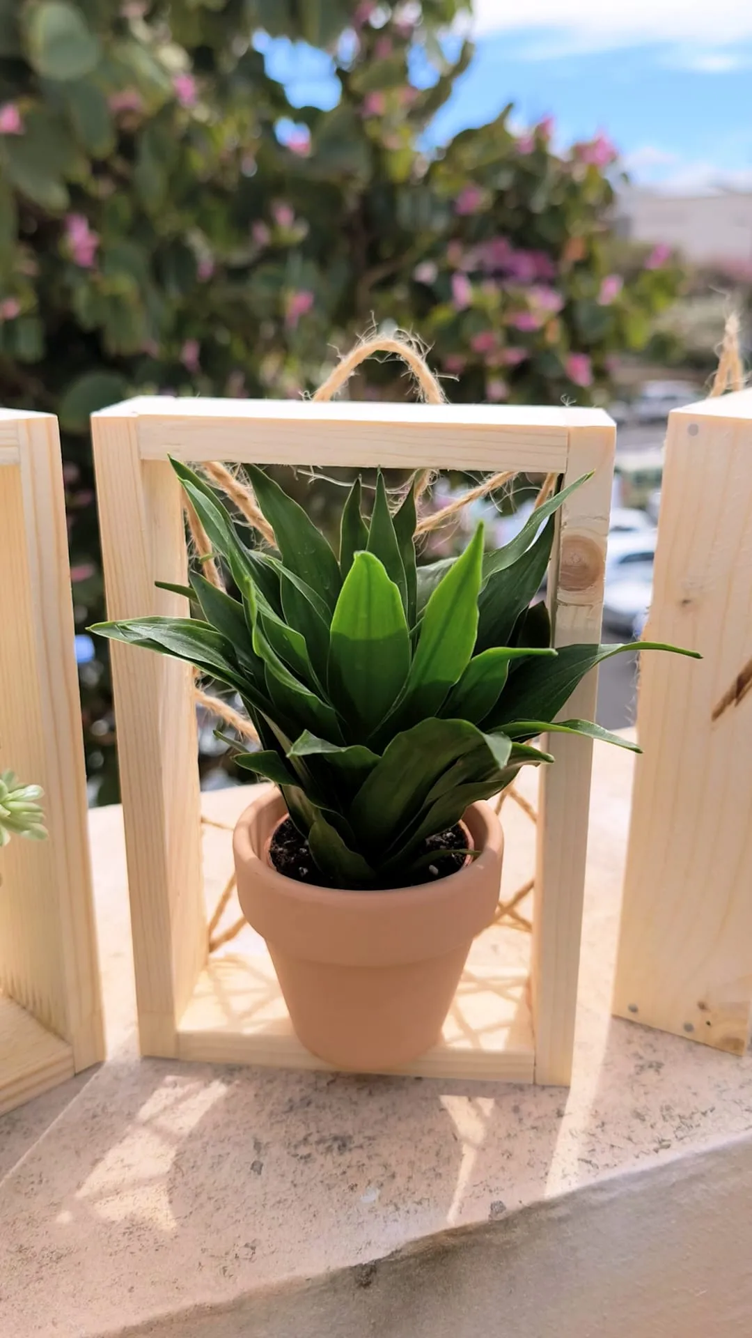 Agave en Caja